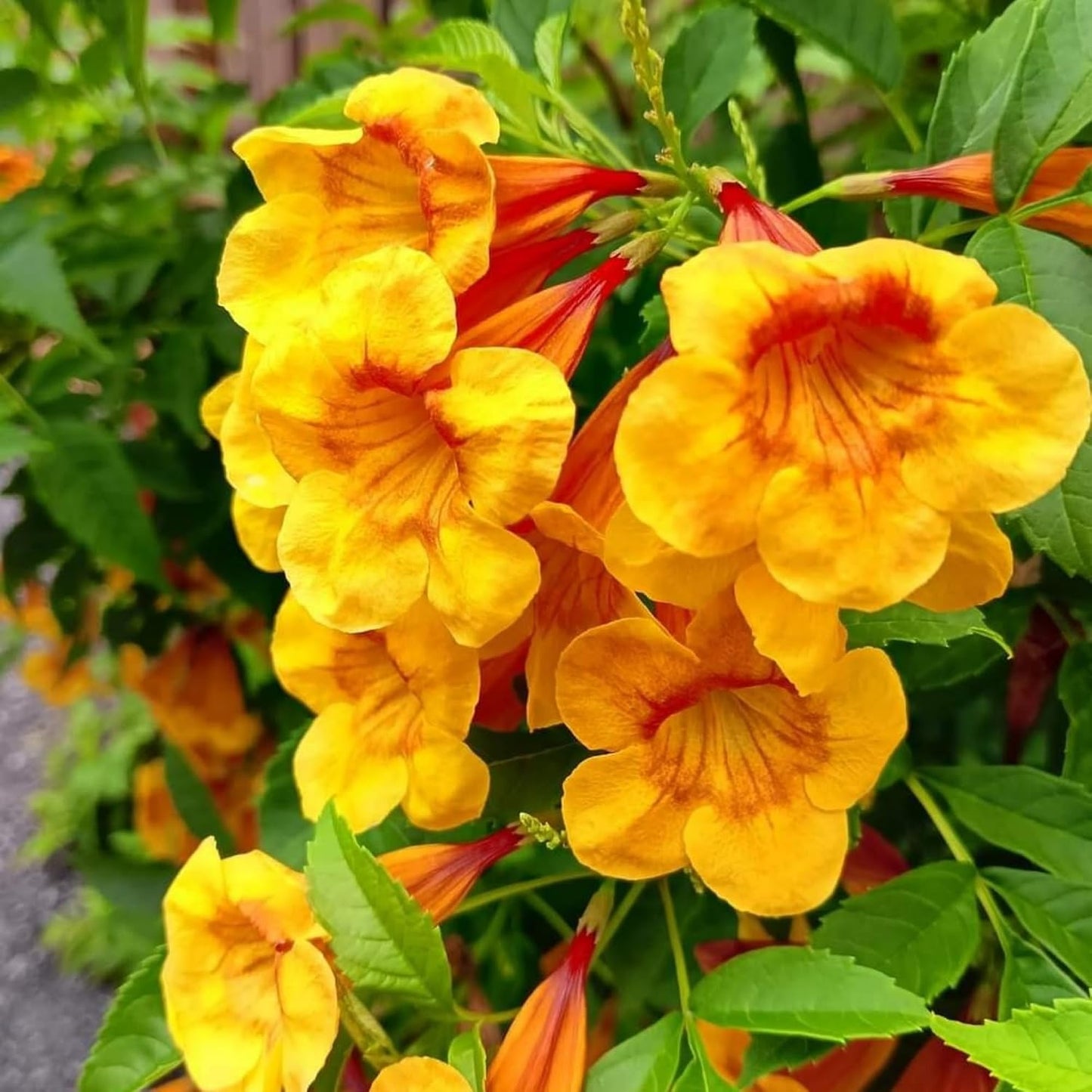100pcs Trumpet Vine Seeds for Planting - Non GMO Exotic Hummingbird Trumpet Vine Seeds
