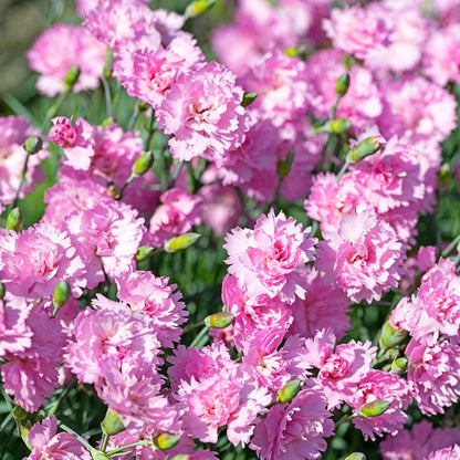 Mix Carnation 200 pcs Perennia Carnation Seeds Non-GMO Heirloom Open Pollinated Beauty Home Garden for Outdoors