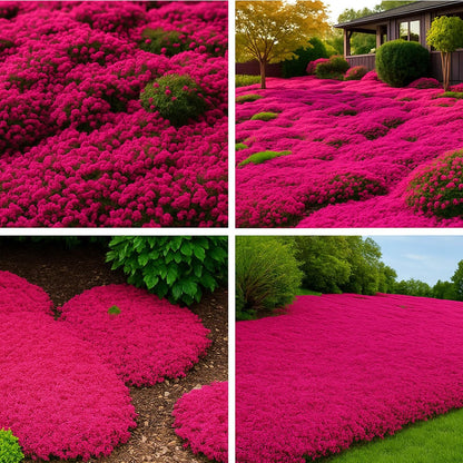 500pcs Red Creeping Thyme Seeds – Bulk Perennial Ground Cover for Lawns & Gardens, Aromatic Low Maintenance Plant, Drought Tolerant & Pollinator Friendly