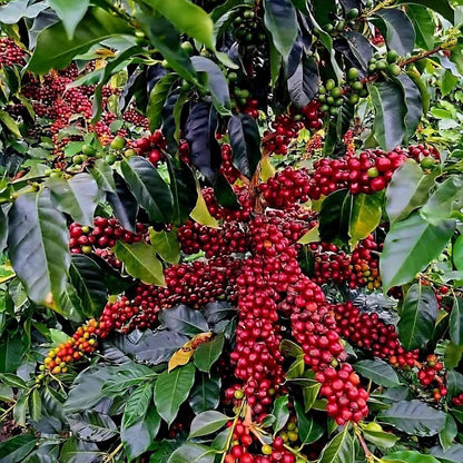 Coffea Seeds for Planting 24Pcs Coffee Bean Garden Seeds, Perennial Plants, Non-GMO Heirloom Coffea Seed for Outdoor Garden