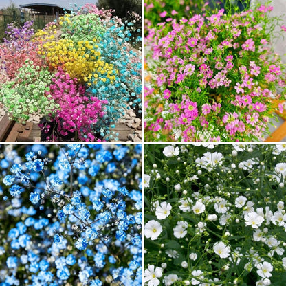 100 Mixed Gypsophila flower seeds, Easy Growing, Perfect for Fresh & Dried Bouquets, Wedding Decor