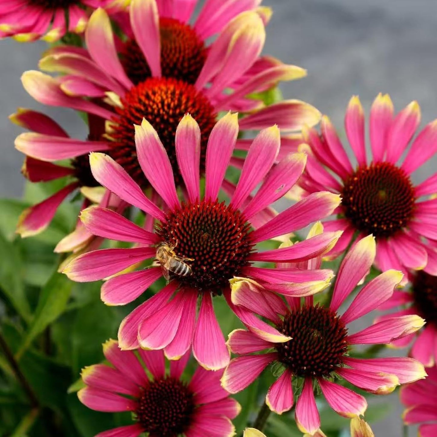 200pcs Pink Coneflower Seeds – Non-GMO Heirloom Echinacea for Pollinator-Friendly Perennial Gardens