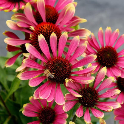 200pcs Pink Coneflower Seeds – Non-GMO Heirloom Echinacea for Pollinator-Friendly Perennial Gardens
