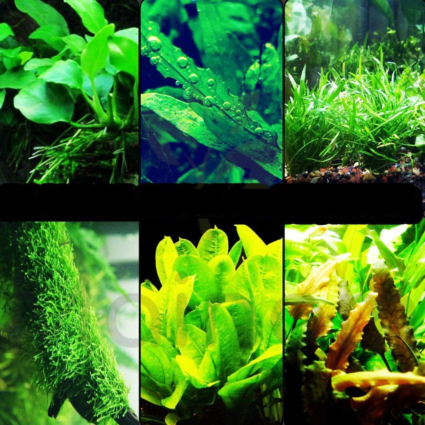 2000Pcs Beginner Friendly Aquarium Seeds thrive steadily in common aquatic substrate with strong adaptability to long term enclosed water environment changes