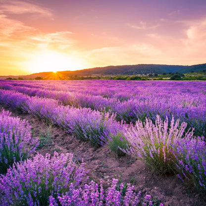 1000pcs Perennial Lavender Flower Seeds for Planting-Annual Lavender Vera Herb Seeds Attracts Pollinators Non GMO Heirloom