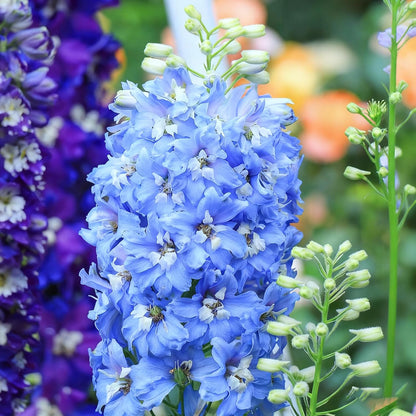 Tall Larkspur Seeds for Planting, 200 Mixed Larkspur Delphinium Seeds, Perennial Flower Plants, Non-GMO Heirloom Larkspur Seed for Home Garden