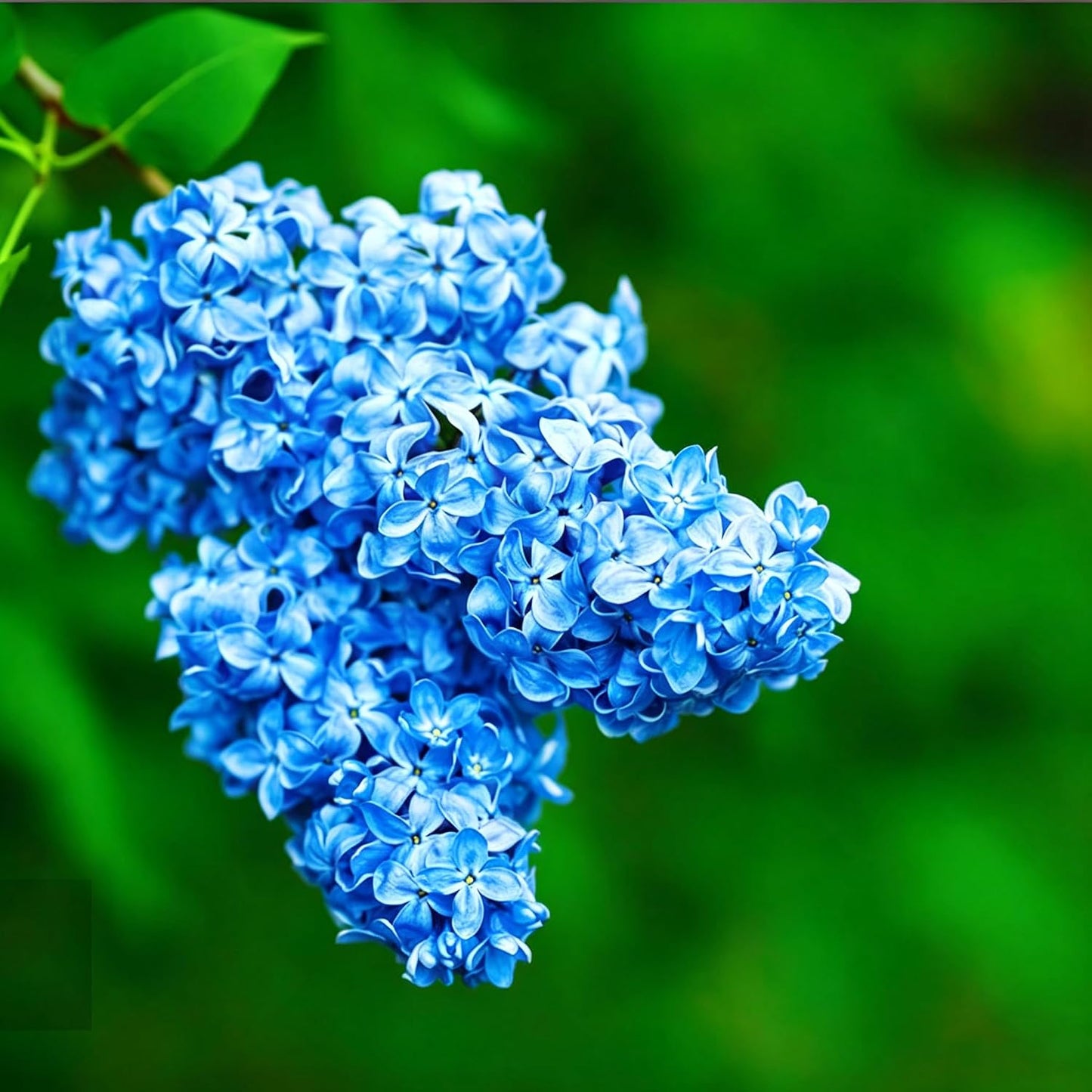 46Pcs Lilac Seeds Easy To Grow Perfect For Adding Soft Foliage To Structural Yard Elements