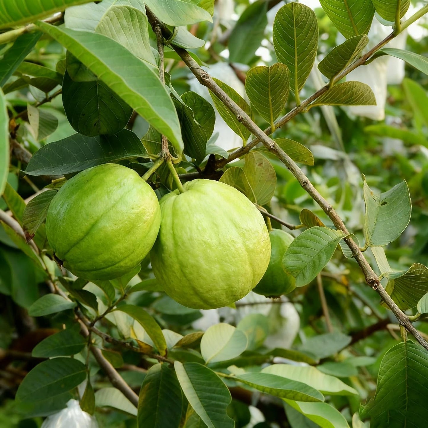 93Pcs Guava Seeds Made for home planting create full bushy ornamental accents across courtyard and garden areas