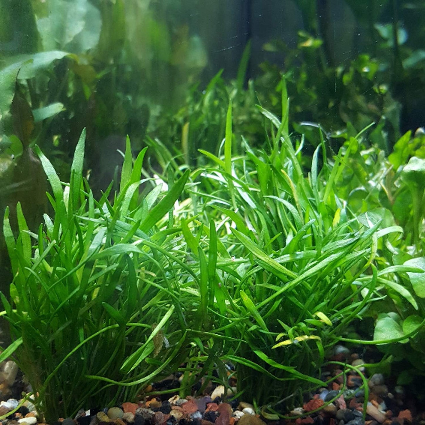 2000Pcs Beginner Friendly Aquarium Seeds thrive steadily in common aquatic substrate with strong adaptability to long term enclosed water environment changes