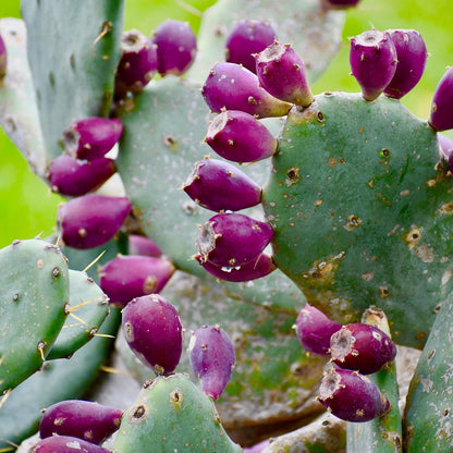 100pcs Purple Prickly Pear Cactus Seeds, Fast-Growing Succulent, Cold-Hardy, Indoor & Outdoor Decorative Plant