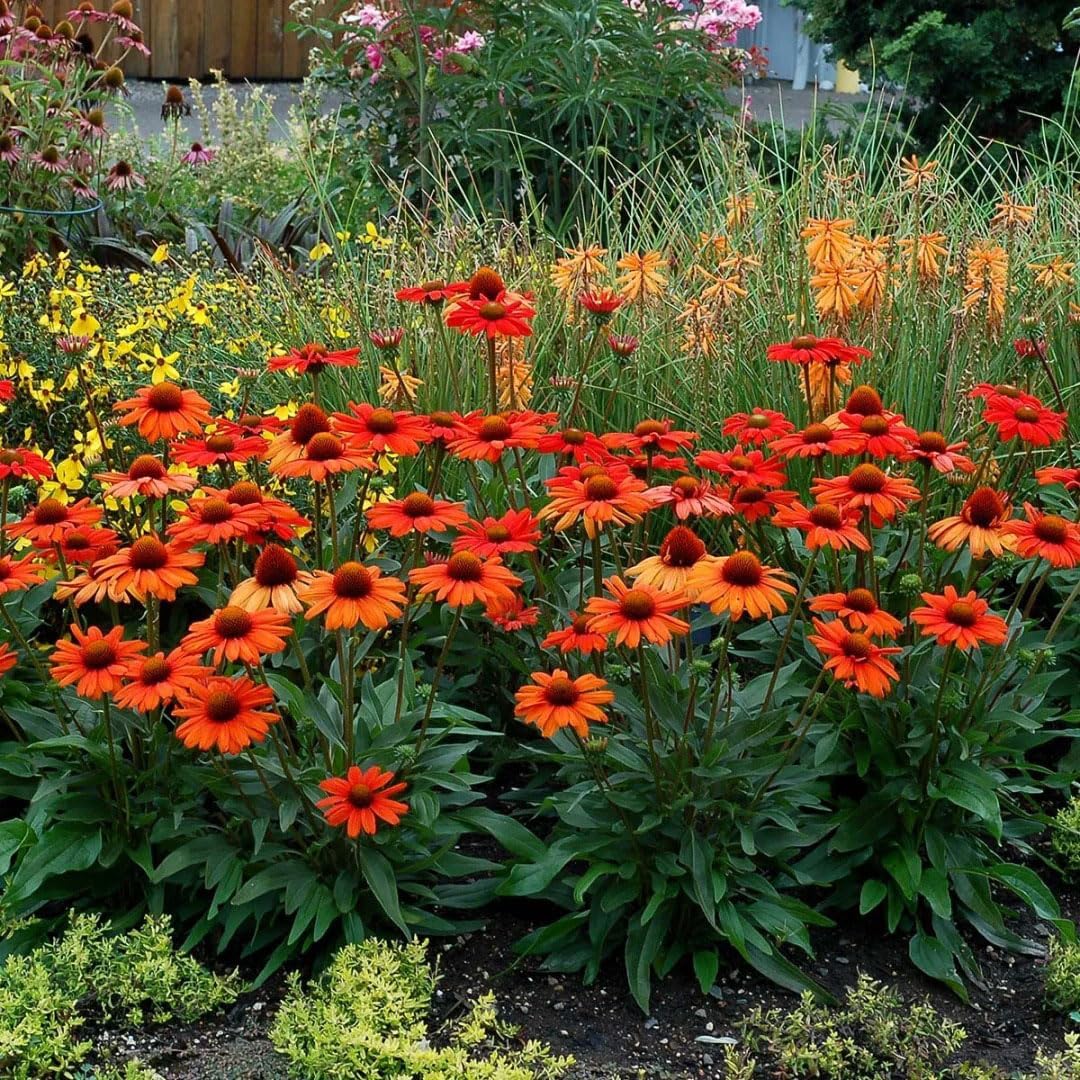 200Pcs Mix Coneflower Seeds, Perennial Cone Flower Seed for Home Garden, Potted Decoration