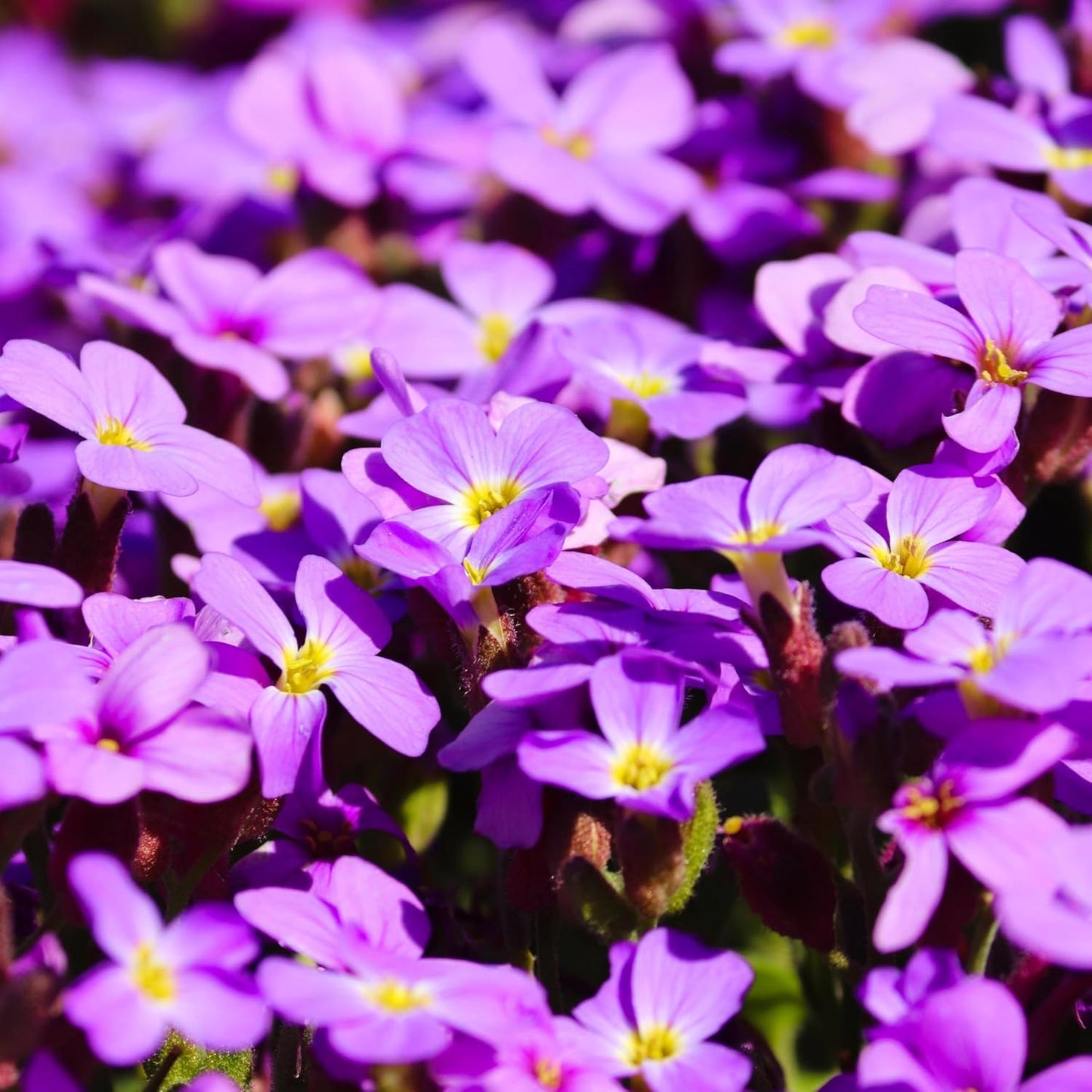 500pcs Creeping Phlox Seeds Simple to Grow add soft textured ornamental charm to rocky slopes and garden landscape spaces