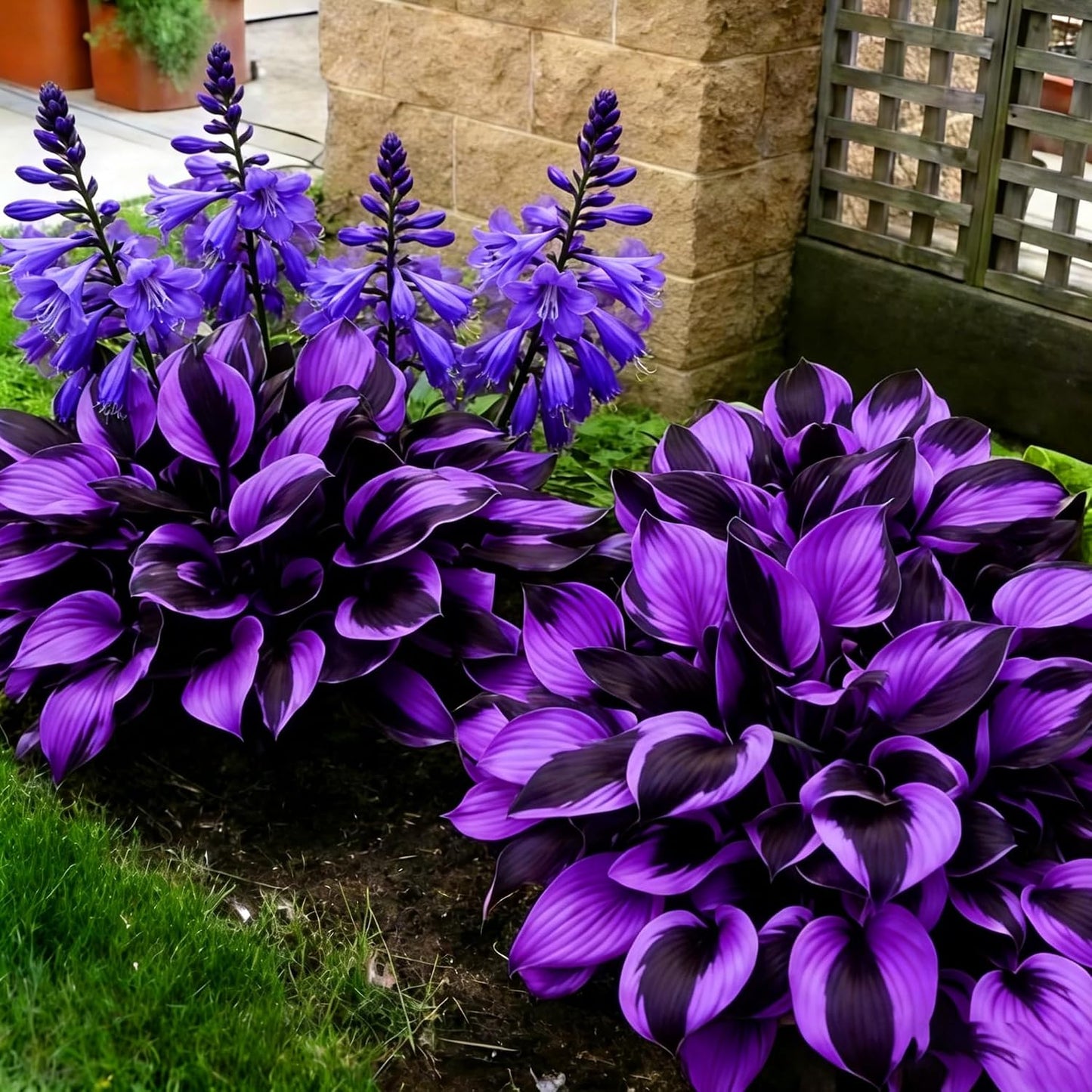 Hosta Seeds for Planting 90Pcs Perennial Hosta Flower Seeds, Non-GMO Heirloom Long Blooming Plants Shaded Entry Pathway Flowers for Garden Outdoors