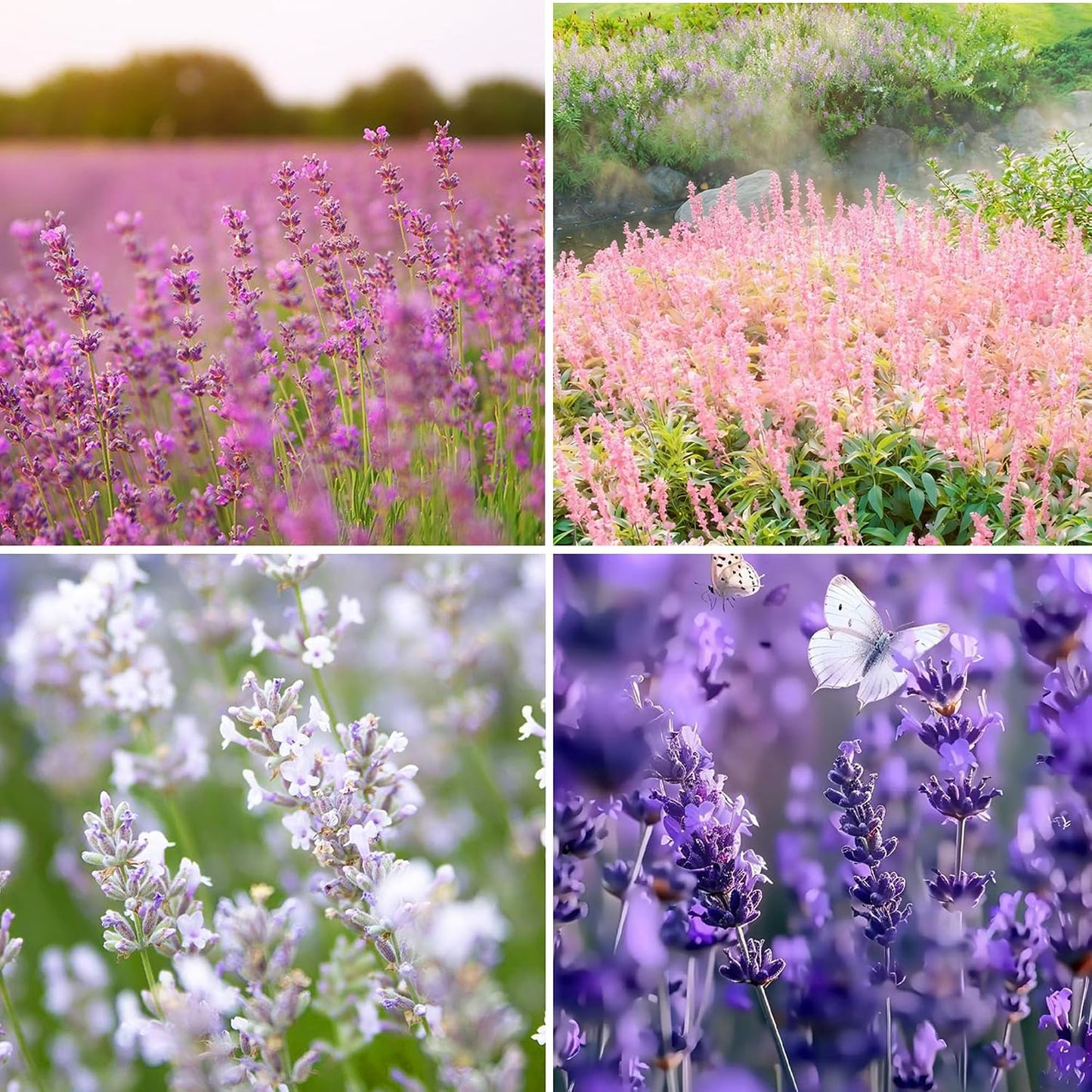 1000pcs Mixed Lavender Seeds for Planting, Non-GMO Heirloom Lavender Perennial Flower Seeds Plants, Open Pollinated Beauty Home Garden Flowers in Outdoors Indoors