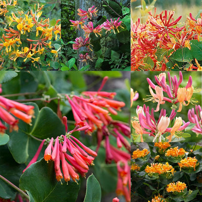 100Pcs Honeysuckle Seeds Perennial Climbing Flower Seeds Hardy Perennial Plant Seeds for Garden