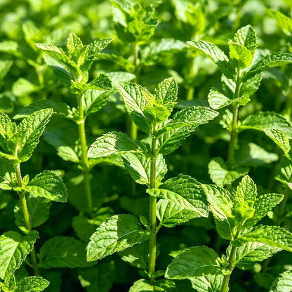 497Pcs Mint Seeds Made for home planting create lush spreading foliage clusters across garden margins and patio container areas