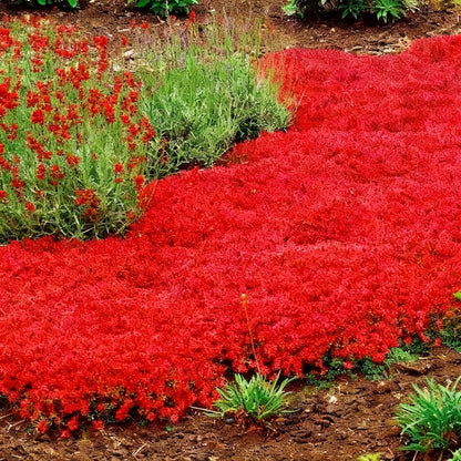 500pcs Red Creeping Thyme Seeds Ground Cover,Thyme Seeds for Planting Indoors,Thymus Seed Perennial Flower Non-GMO Heirloom for Home Garden