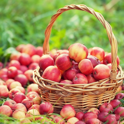 50Pcs Apple Fruit Tree Seeds for Planting, Perennial Delicious Apple Plant Seed, Non-GMO Apple Fruit Seeds for Garden Outdoor