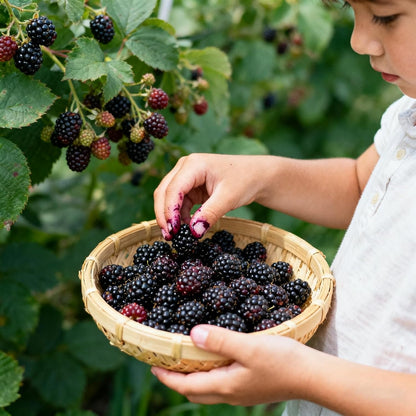 200Pcs Blackberry Seeds Simple Beauty For Clean Garden Spaces Simple To Cultivate