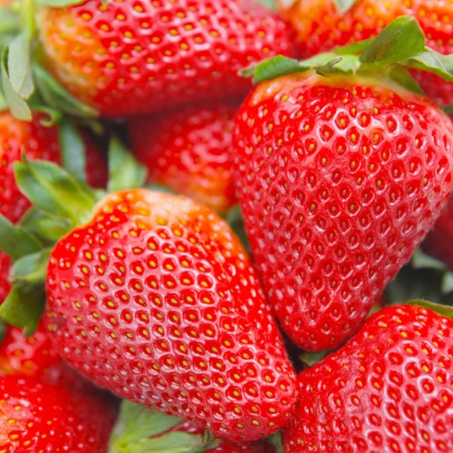 275Pcs Cream Strawberry Seeds Fall & Spring Planting Vibrant Multi-Color Harvest