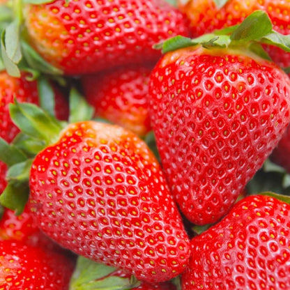 275Pcs Cream Strawberry Seeds Fall & Spring Planting Vibrant Multi-Color Harvest