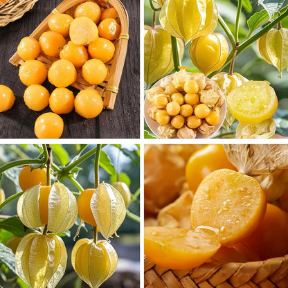 500Pcs Easy to Sow Groundcherry Seeds ideal for forming continuous natural ornamental lines along garden borders and yard edges