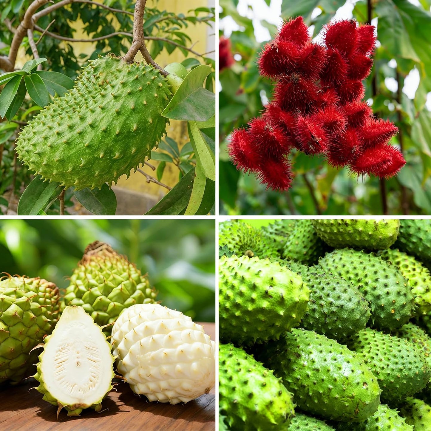 10Pcs Soursop Pawpaw Seeds Fast To Sprout Great For Creating A Functional Beautiful Garden Space With Tropical Appeal