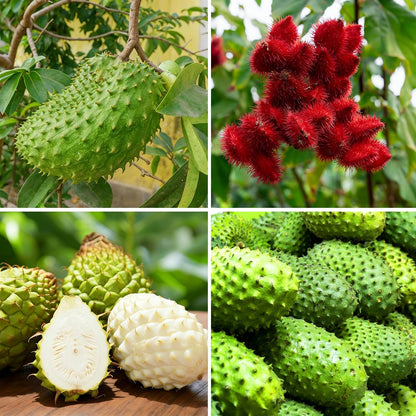 10Pcs Soursop Pawpaw Seeds Fast To Sprout Great For Creating A Functional Beautiful Garden Space With Tropical Appeal