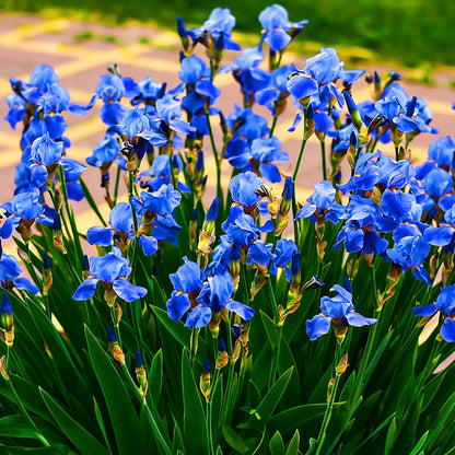 100pcs Iris Seeds for Planting, Perennial Midnight Iris Flower Seeds, Non-GMO Heirloom Beauty Blooming Hummingbirds Open Pollinated Flowers for Home Garden Outdoors