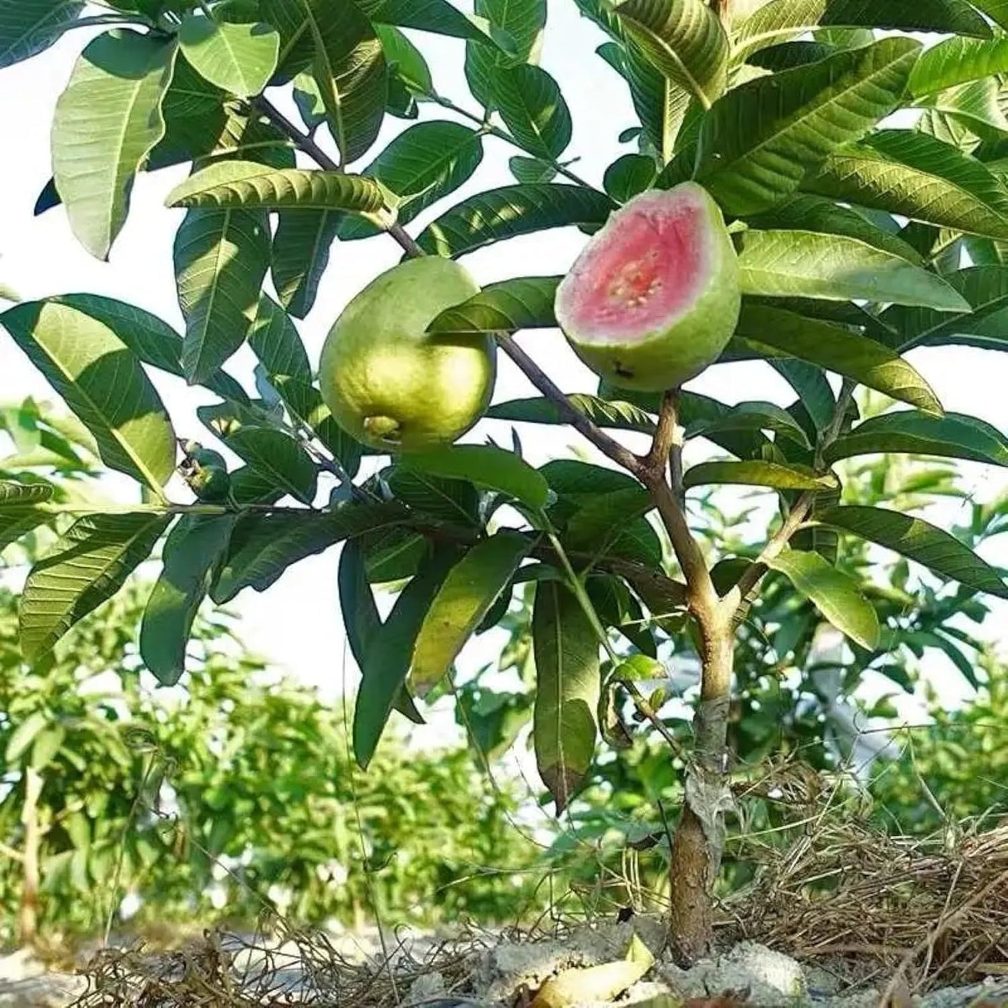 100Pcs Pink Guava Seeds for Planting Tropical Fruit Tree Seeds for Home Garden and Containers