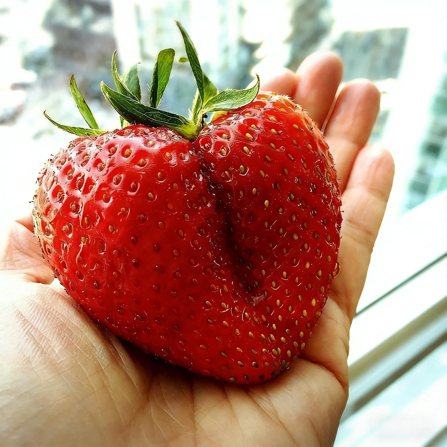 300Pcs Red Giant Strawberry Seeds, Heirloom Non-GMO Fresh Fruit Seed for Home Garden