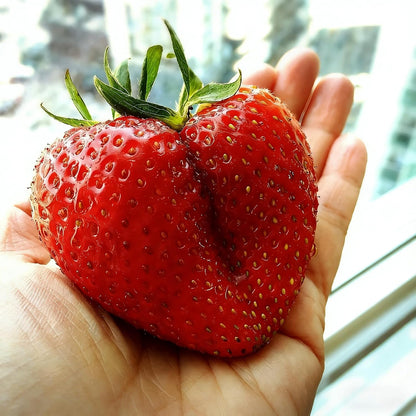 300Pcs Red Giant Strawberry Seeds, Heirloom Non-GMO Fresh Fruit Seed for Home Garden