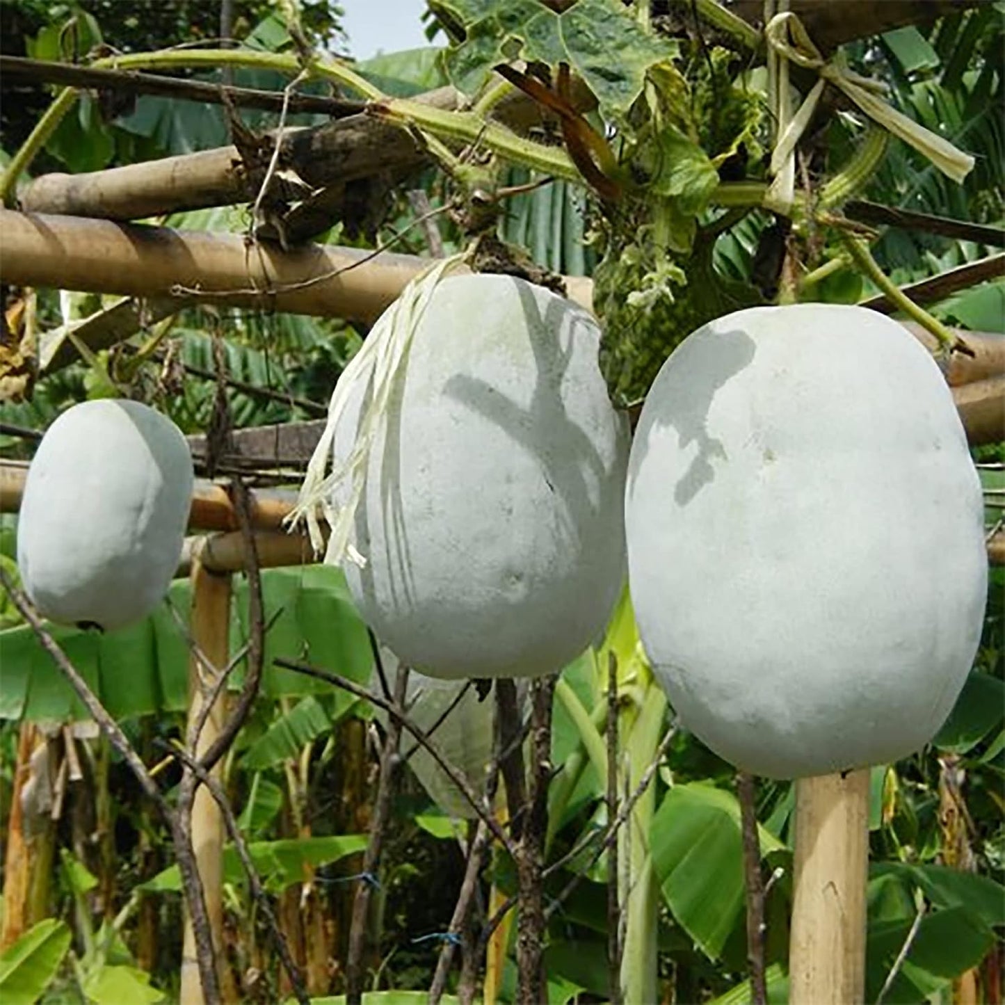 30pcs Winter Melon Seeds Simple to Grow add broad lush texture to plain garden grounds and trellis spaces