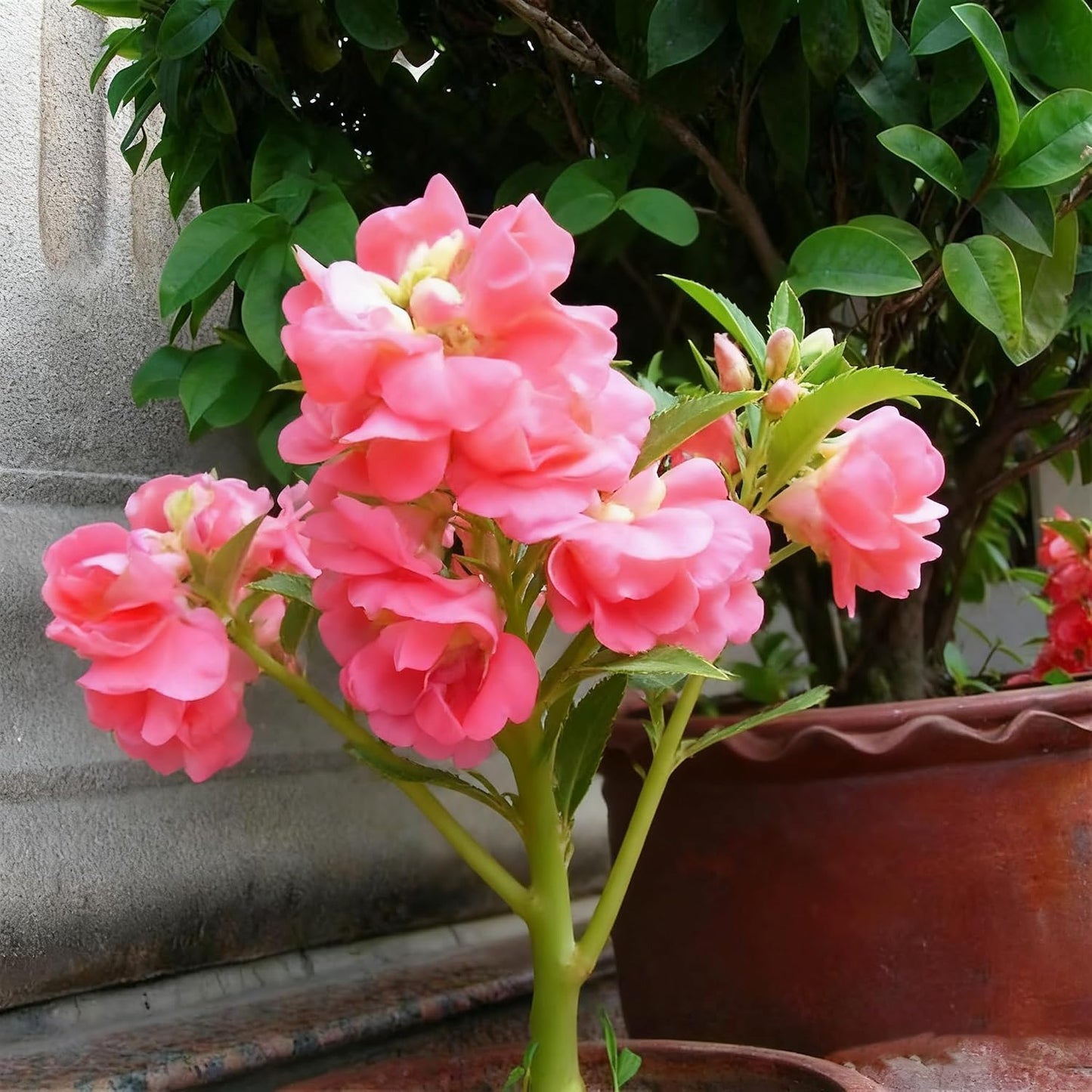 100pcs Mixed Color Impatiens Seeds, Perennial Impatiens for Ornamental Garden Potted Bonsai Indoor