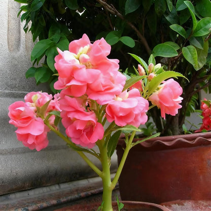 100pcs Mixed Color Impatiens Seeds, Perennial Impatiens for Ornamental Garden Potted Bonsai Indoor