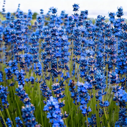 1000pcs Lavender Seeds for Planting, Perennia Fragrant Plants, Non-GMO Heirloom Seed for Home Outdoor