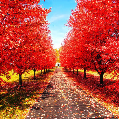 47Pcs Bonsai Red Maple Tree Seeds for Planting,Dwarf Red Japanese Maple Seeds, hade Tree Seed Shade & Ornamental Trees Fast Growing for Farms & Patio Outdoor Garden