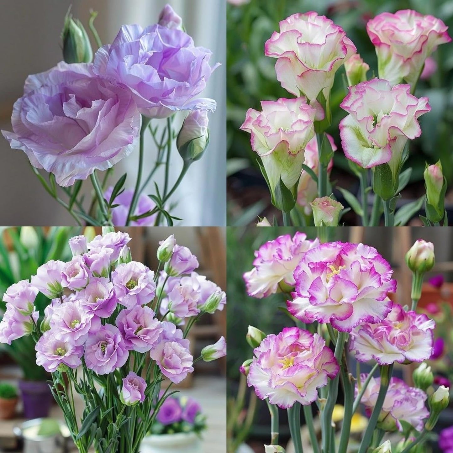 89Pcs Mix Lisianthus Flower Seeds for Planting - Annual Lisianthus Non-GMO Flower Seeds Perennial Cut Flower Plant Garden Home Ornamental Flower