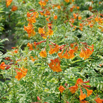 100Pcs Great For Gardeners With Limited Time Trumpet Vine Seeds Easy To Grow