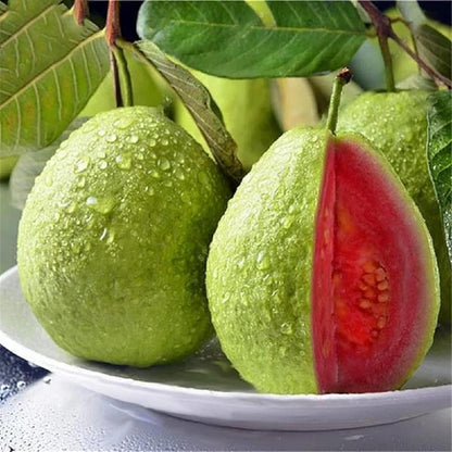 100Pcs Pink Guava Seeds Tropical Sweet Fruit for Containers & Backyard Gardens