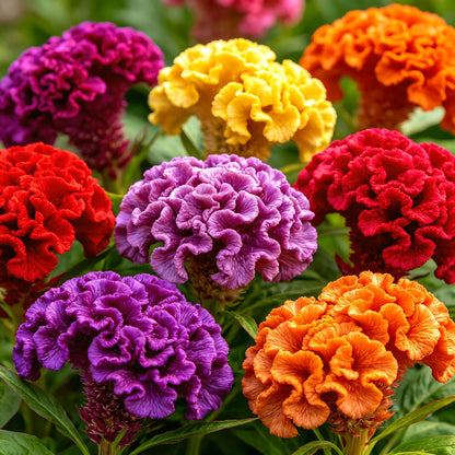 200Pcs Mixed Celosia Seeds for Planting, Crested Velvety Fan-Shaped Blooms Heat-Loving Annual, Non-GMO for Home Garden Borders and Containers