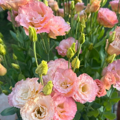 89Pcs Mix Lisianthus Flower Seeds for Planting - Annual Lisianthus Non-GMO Flower Seeds Perennial Cut Flower Plant Garden Home Ornamental Flower