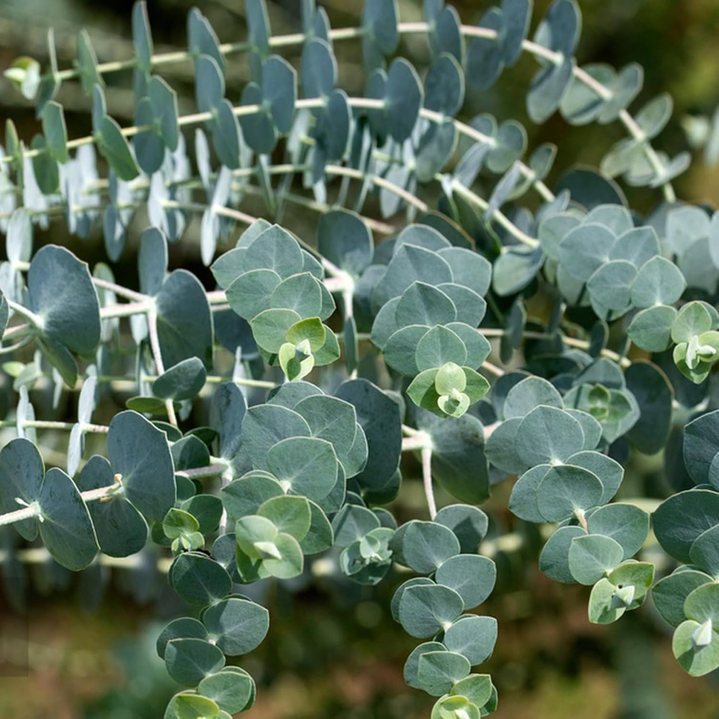 100Pcs Eucalyptus Seeds Simple to Cultivate form tall dense branching structure for natural yard privacy and backdrop embellishment
