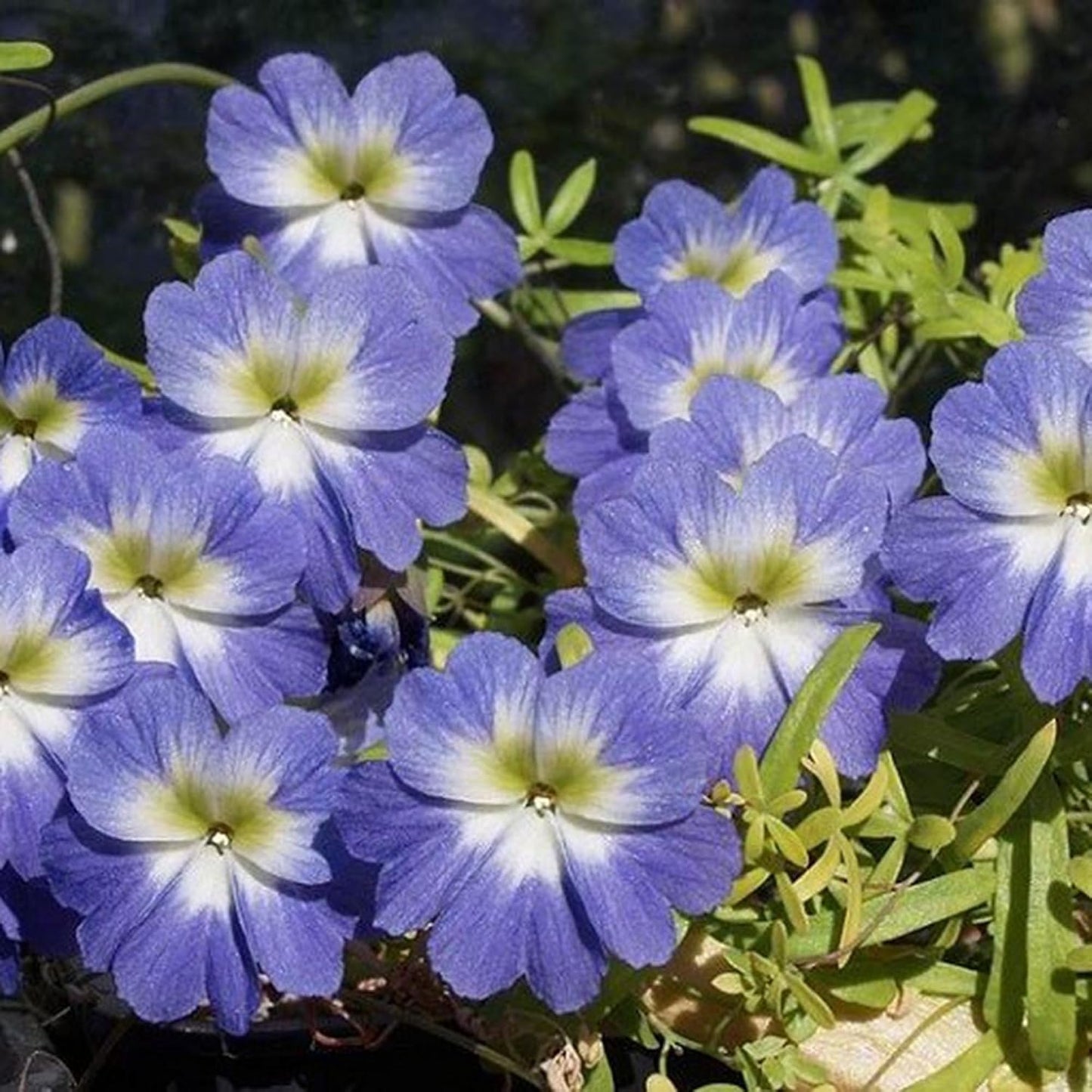 30pcs Nasturtium Seeds Simple to Grow add soft cascading ornamental charm to plain yard and garden landscapes