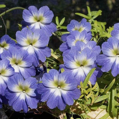 30pcs Nasturtium Seeds Simple to Grow add soft cascading ornamental charm to plain yard and garden landscapes