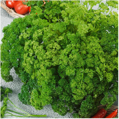 500pcs Curly Leaf Parsley Seed for Planting - Non-GMO Heirloom Grow a Kitchen Herb Garden - Indoor or Outdoor
