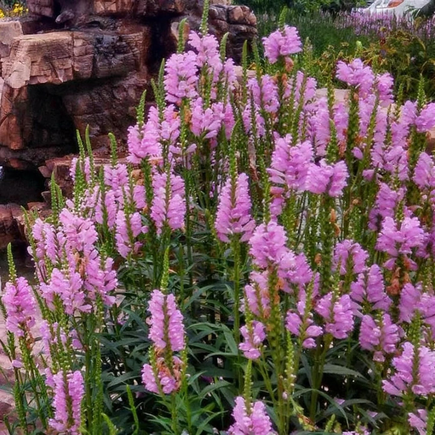 150pcs Obedient Plant Seed for Planting,  Mixed Perennial Flower Plants, Non-GMO Heirloom for Home Garden