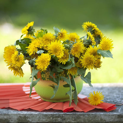1000 Dandelion Flower Seeds for Planting, Perennial Wild Taraxacum Officinale Garden Flower Seed, Non-GMO Dandelion Seeds for Home Garden Outdoor