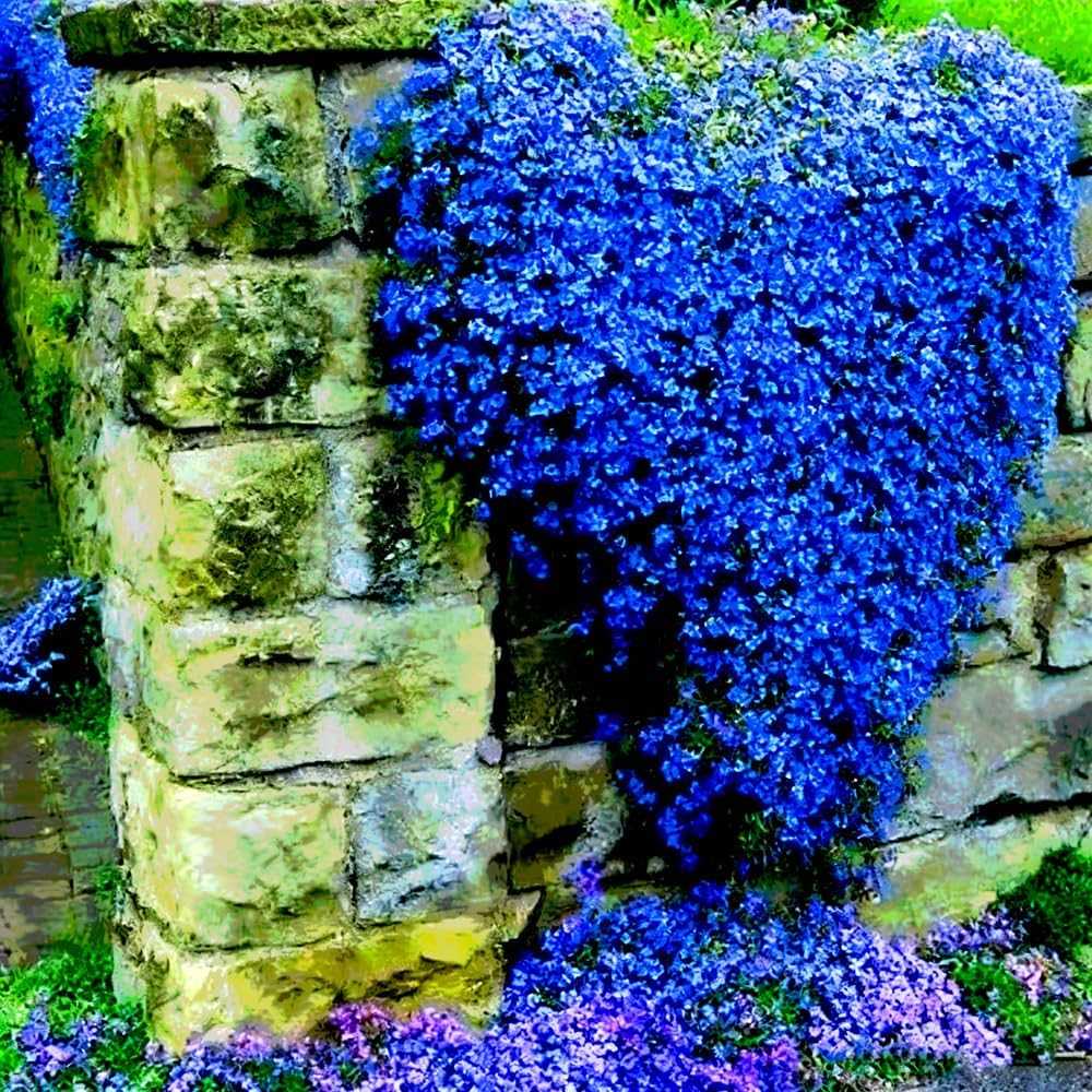500pcs Blue Creeping Thyme Seeds Ground Cover,Blue Woolly Thyme Seeds Non-GMO Heirloom,Drought Tolerant Ground Cover Thyme Seed Silver Gray Carpet for Between Stepping Stones & Rock Outdoor