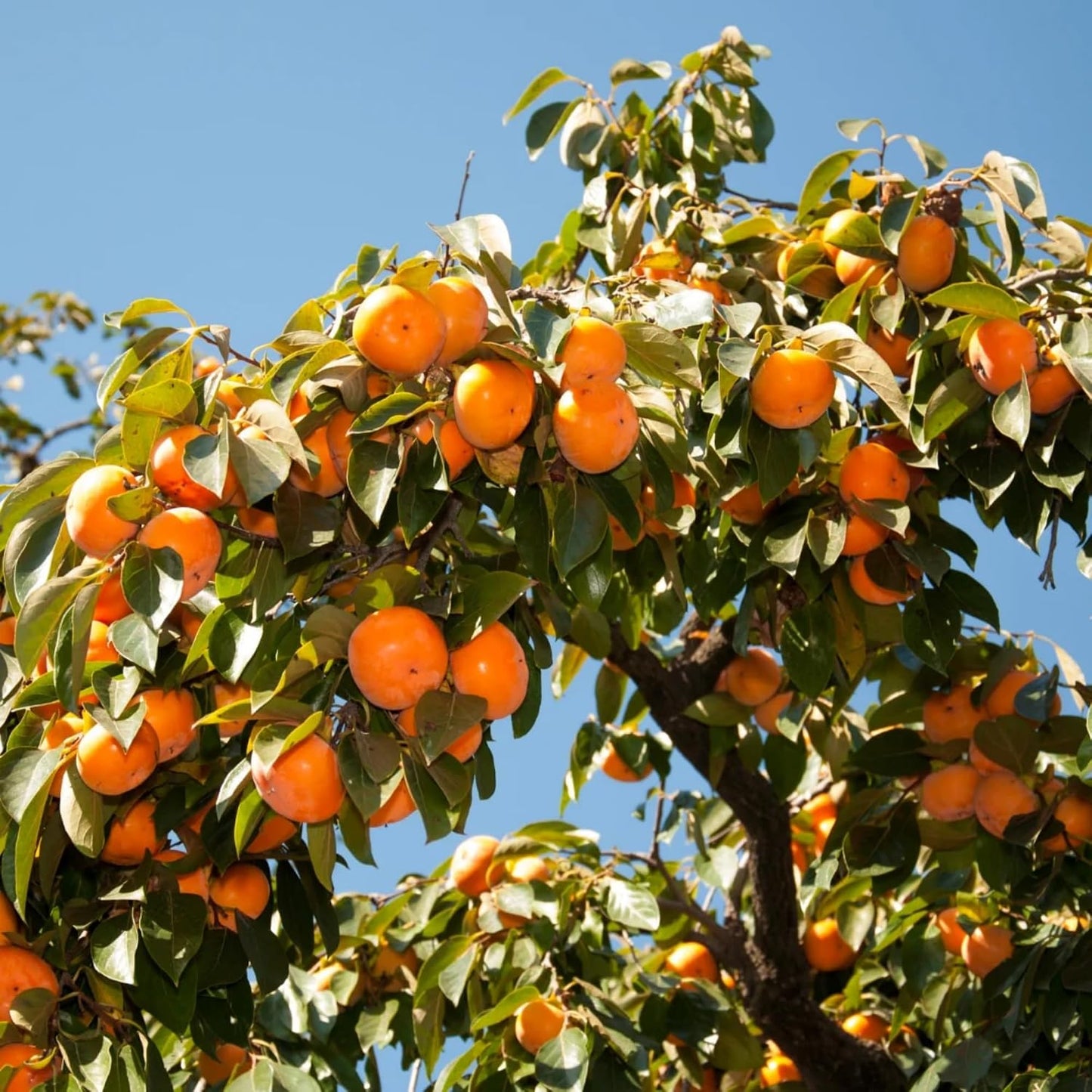 47Pcs Ideal for home planting Persimmon Seeds require no complex pruning or professional landscape layout techniques